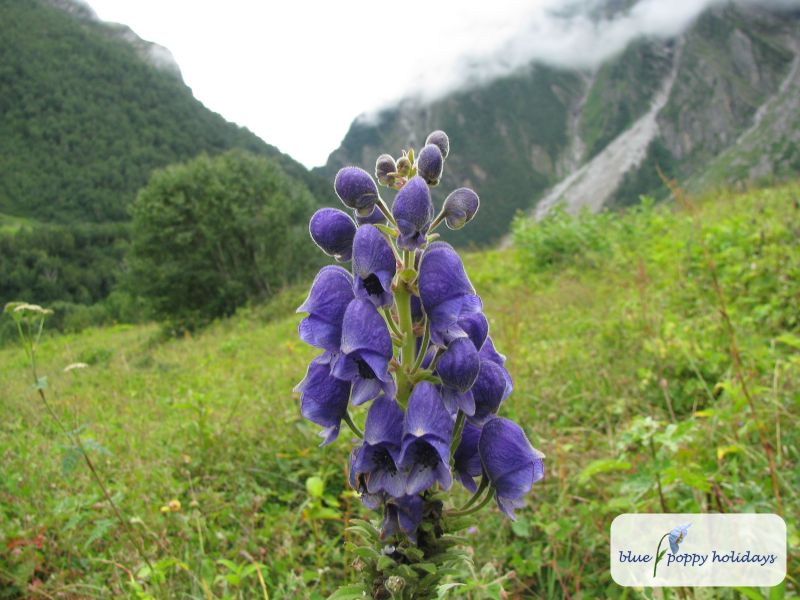 Indian Aconite (Aconitum balfourii)