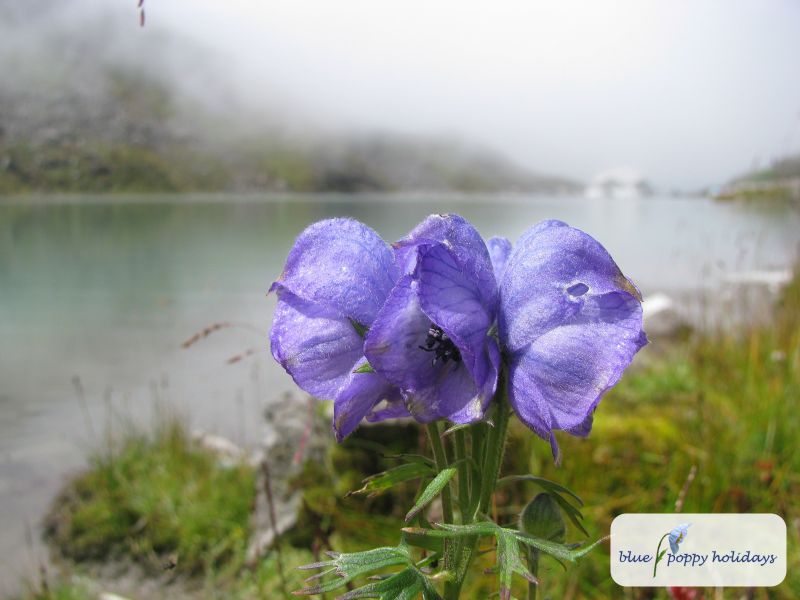 Violet Monkshood, Aconitum weileri (Aconitum violaceum)