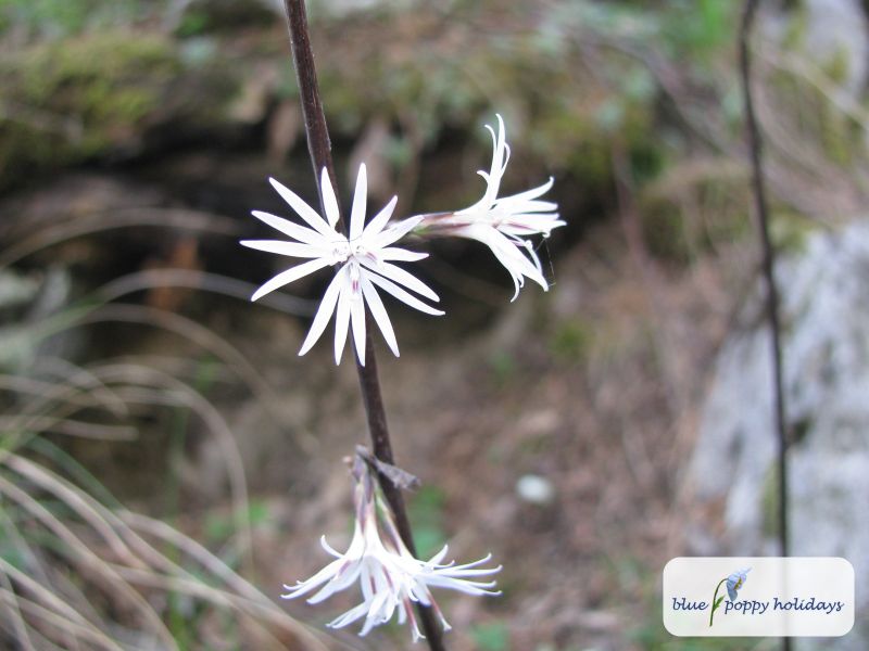 Which flower is this?
