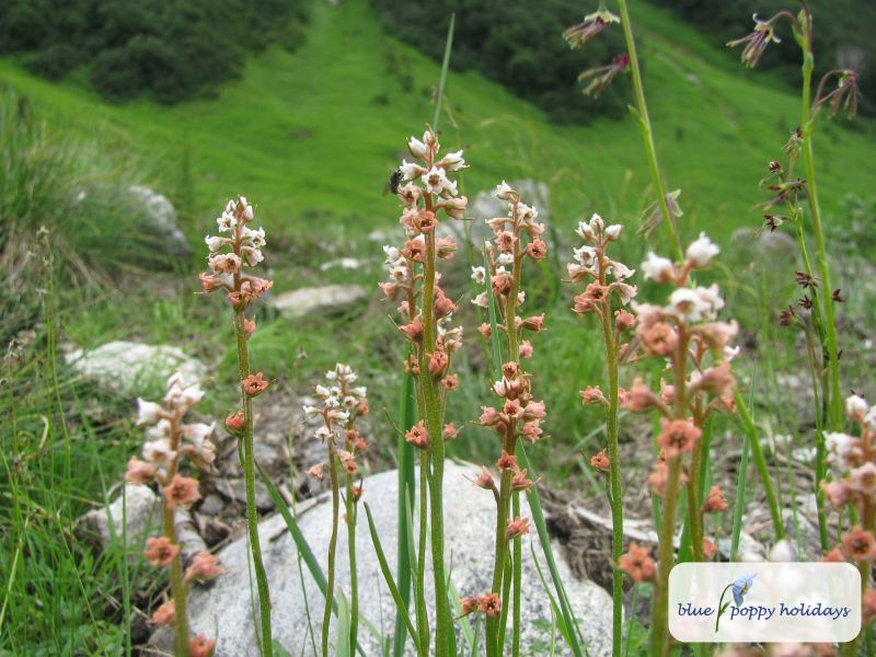 Few-flowered Colic-root (Aletris pauciflora)