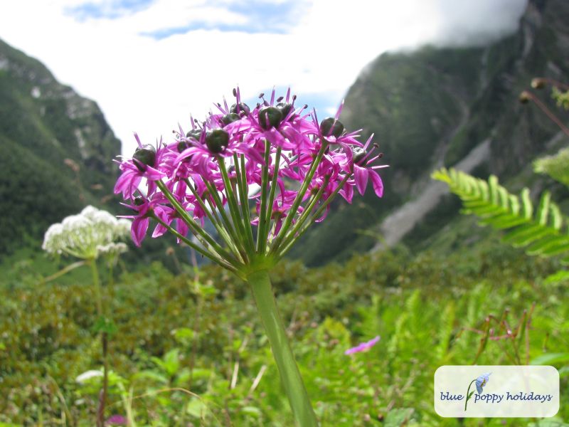Himalaya Onion, Jimbur (Allium wallichii)