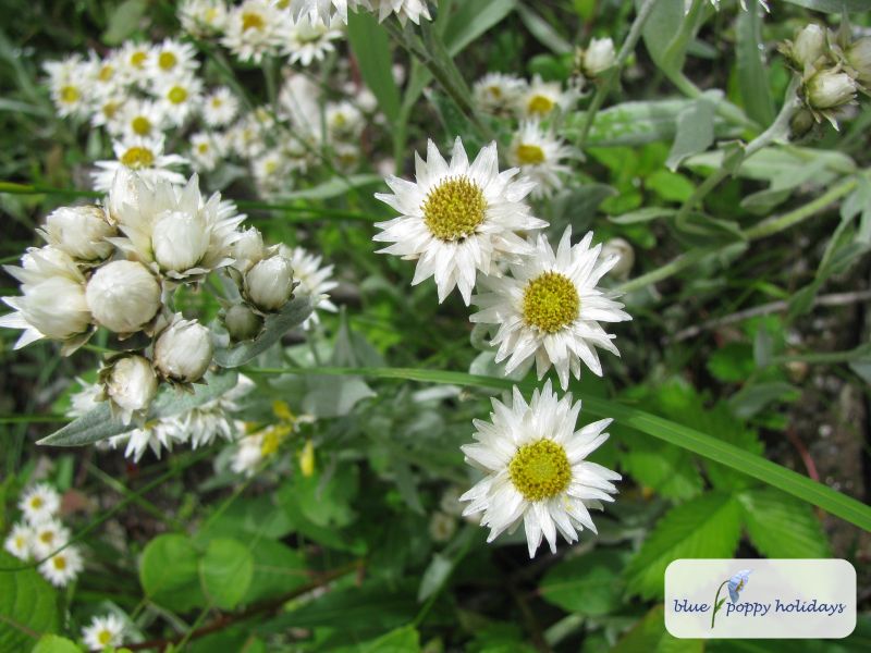 Royle's Pearly Everlasting (Anaphalis royleana)
