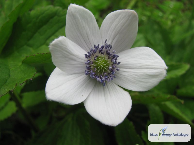 River Anemone, River Windflower (Anemone rivularis) in the Valley of Flowers