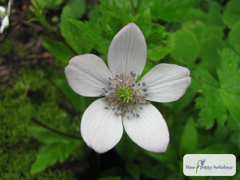 River Anemone, River Windflower in the Valley of Flowers