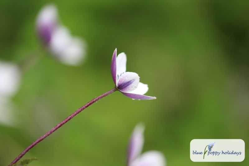 River Anemone, River Windflower in the Valley of Flowers