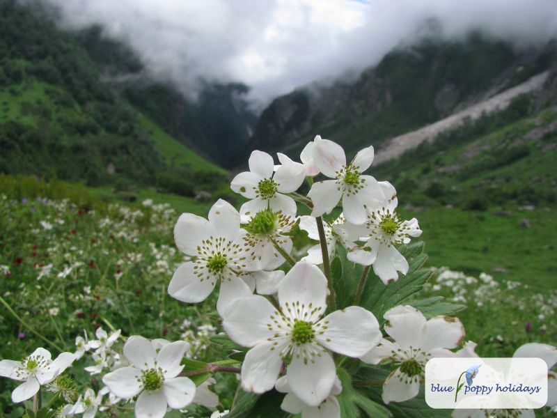 Four petal Anemone