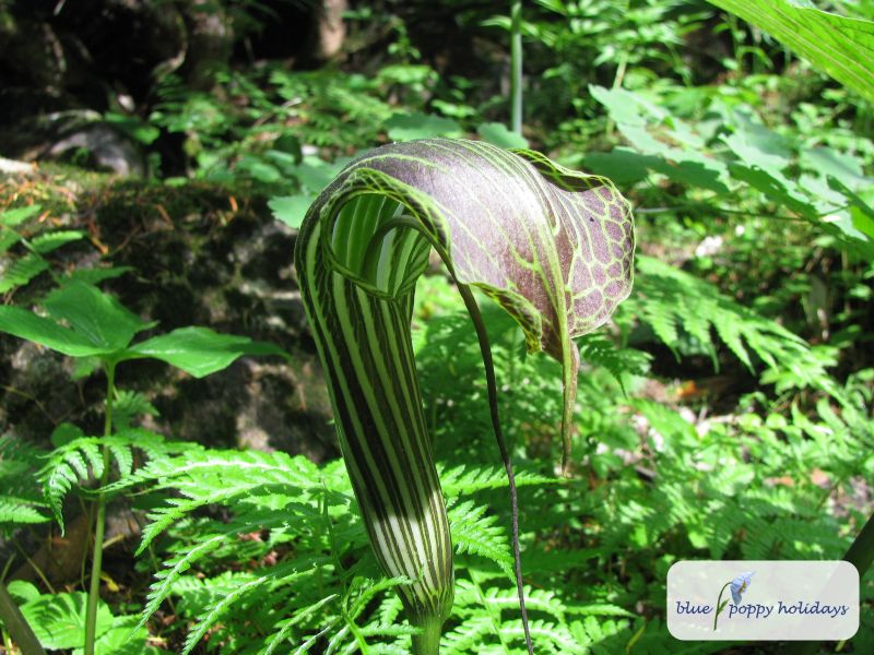 Purple Cobra Lily (Arisaema propinquum)