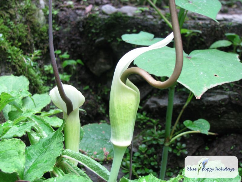 Whipcord Cobra Lily (Arisaema tortuosum)