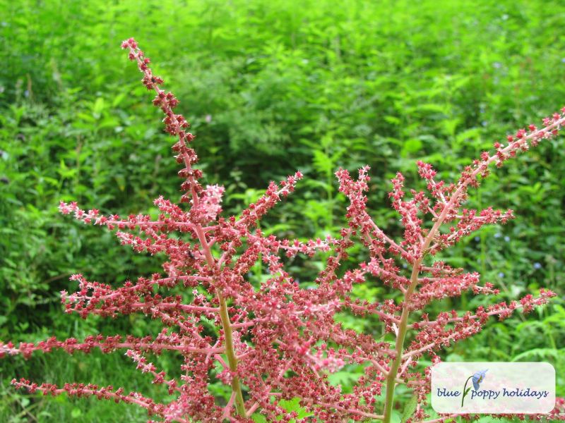 Buck's-beard, goat's beard or bride's feathers (Aruncus dioicus)