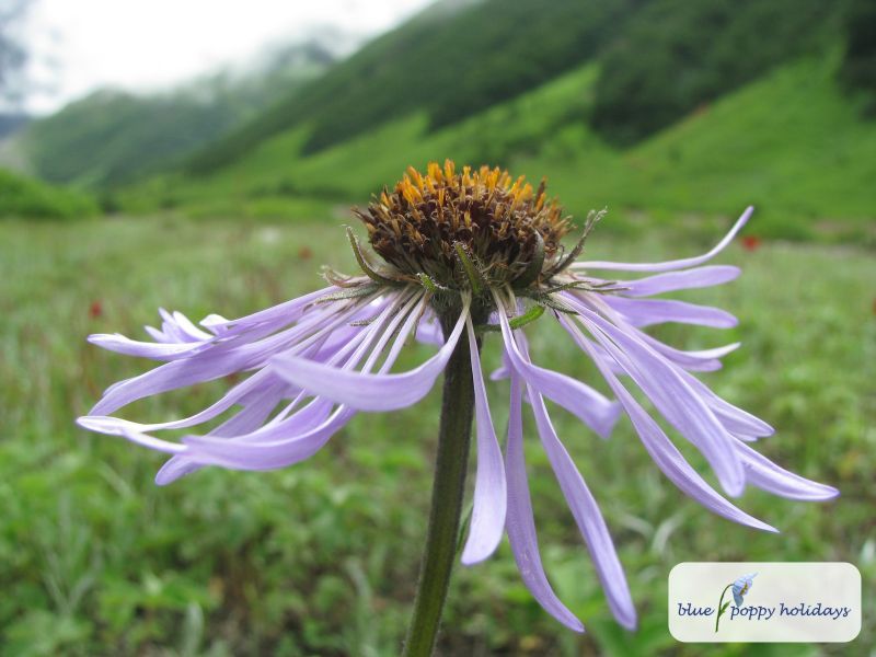 Creeping Aster (Aster diplostephioides)