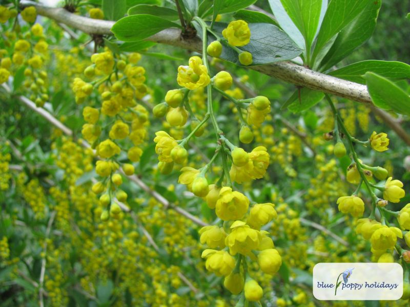 Indian Barberry (Berberis aristata)