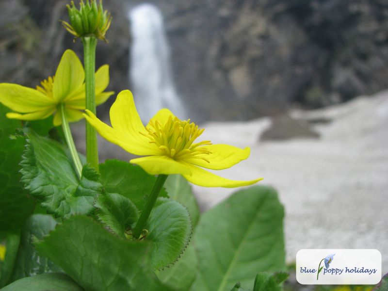 Marsh Marigold, Cowflock, Cowslip, Kingcup (Caltha palustris)