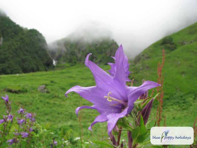 Large Bellflower (Campanula latifolia)