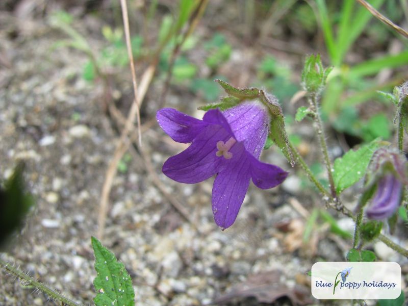 Pale Bellflower (Campanula pallida)