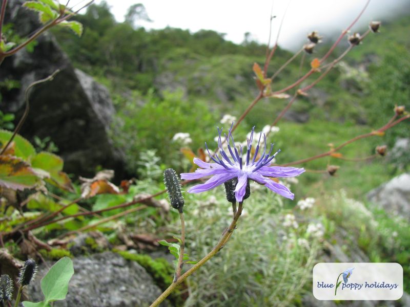 Violet Dandelion (Cicerbita macrorhiza)