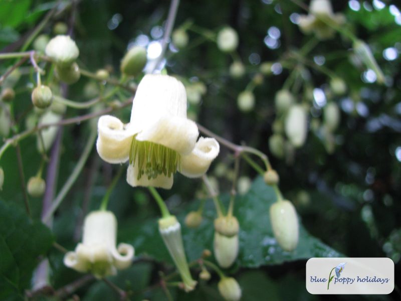 Bearded Clematis (Clematis barbellata)
