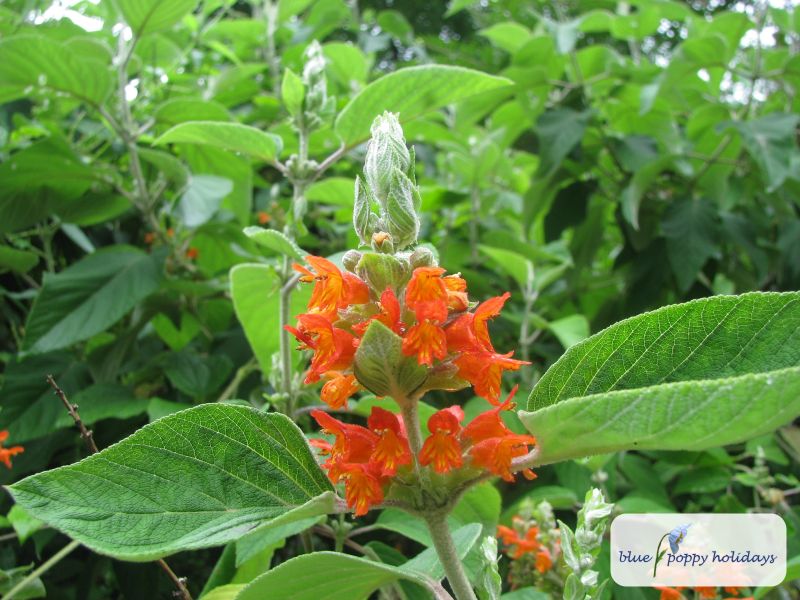 Himalayan Mint Shrub (Colquhounia coccinea)