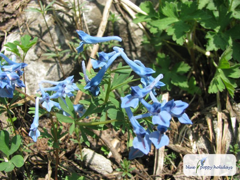 Blue Corydalis, Kashmir Corydalis (Corydalis cashmeriana)