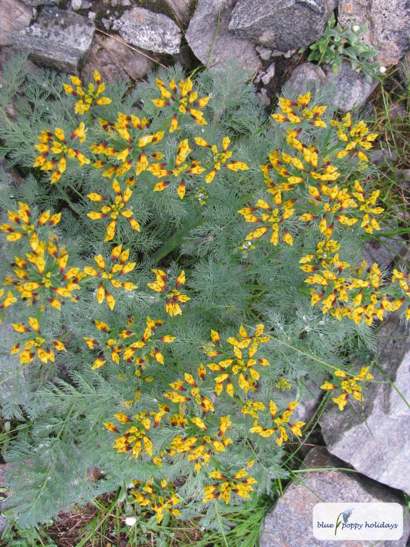 Threadleaf Corydalis