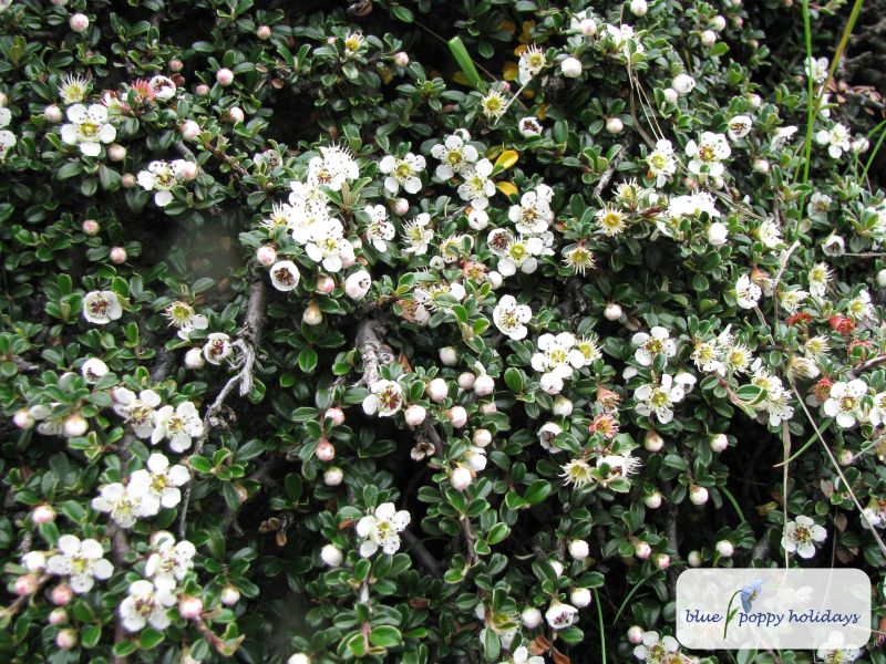 Small leaved Cotoneaster (Cotoneaster microphyllus)