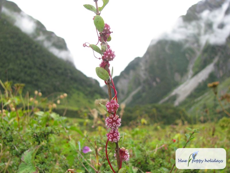Greater Dodder (Cuscuta europaea)