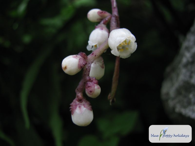 dodder, sky creeper (Cuscuta reflexa)