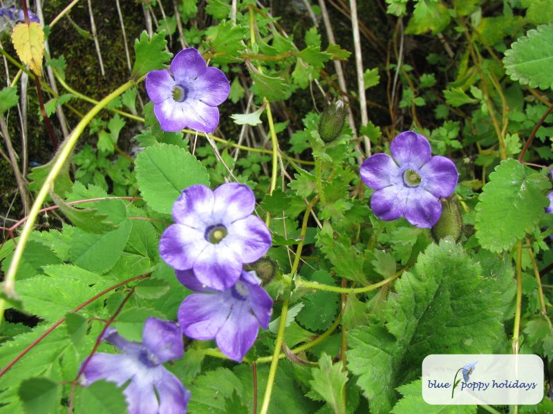 Trailing Bellflower (Cyananthus lobatus)