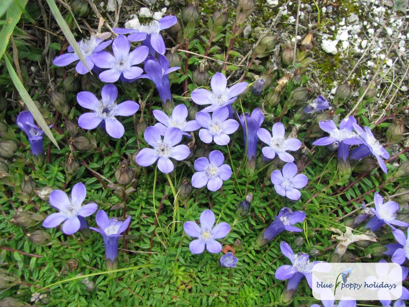Small-leaved Trailing Bellflower (Cyananthus microphyllus)