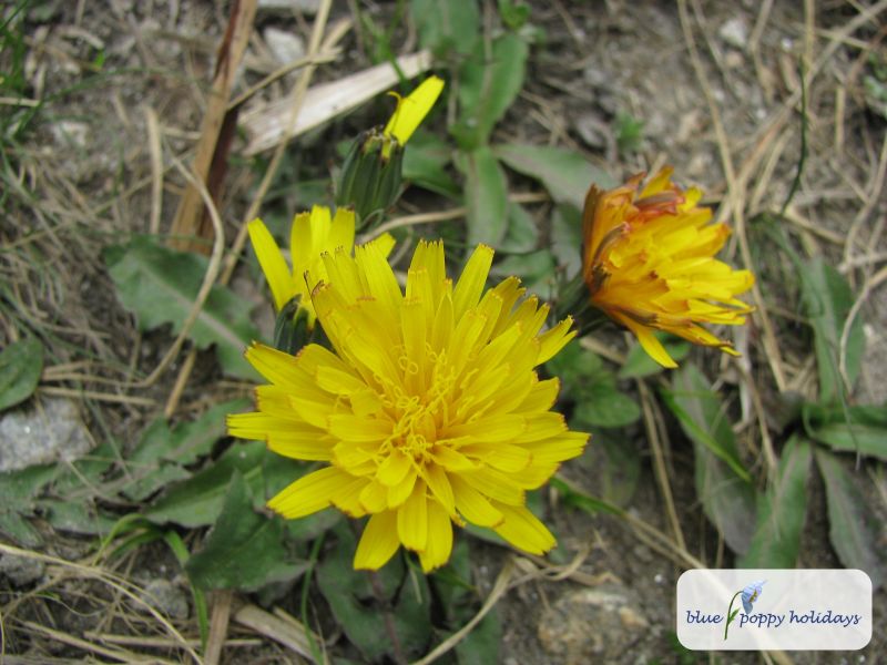 Bristly Dubyaea (Dubyaea hispida)