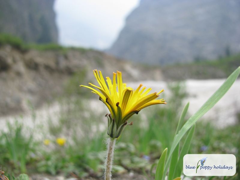 Bristly Dubyaea in the Valley of Flowers