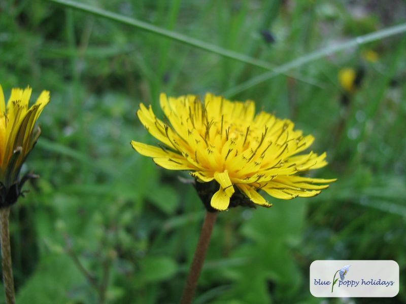 Bristly Dubyaea in the Valley of Flowers