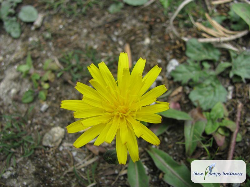 Bristly Dubyaea in the Valley of Flowers