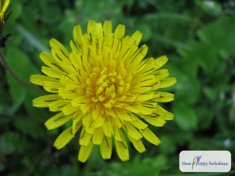 Bristly Dubyaea in the Valley of Flowers