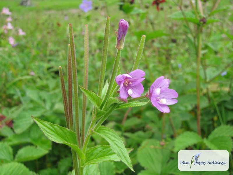 Loose Willowherb (Epilobium laxum)