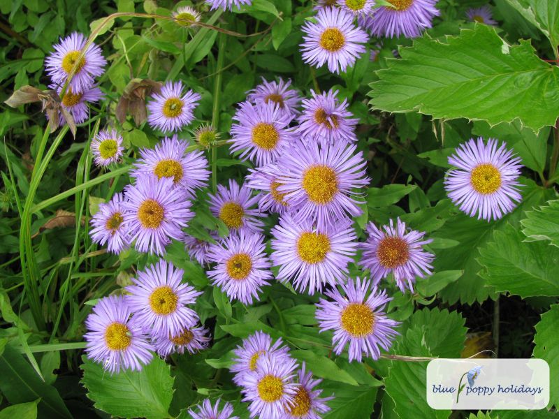 Rayhanda (Erigeron multiradiatus)