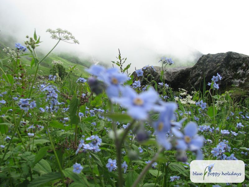 Himalayan Forget-me-not