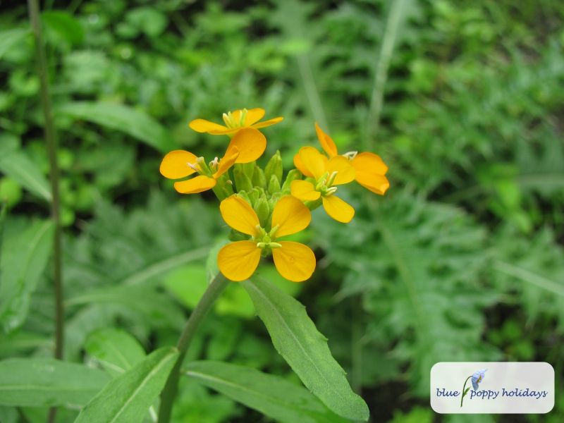 Gold Shot (Erysimum hieraciifolium)