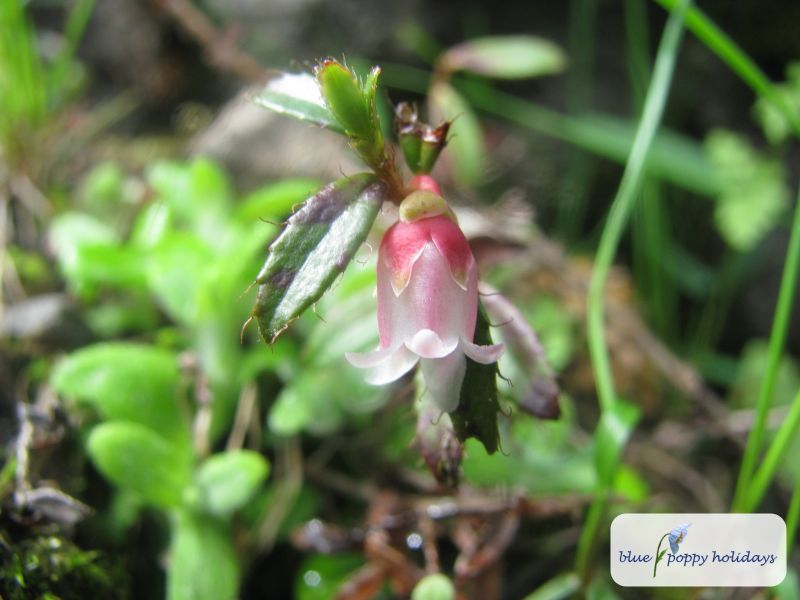 Creeping Snowberry, East wintergreen, Checkberry, Himalayan snowberry. (Gaultheria trichophylla)