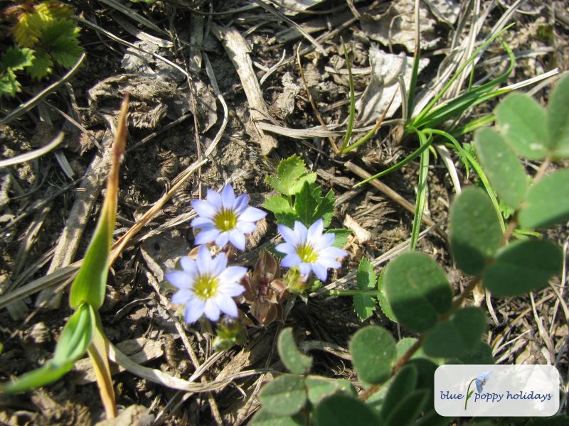Pedicellate Gentian (Gentiana pedicellata)