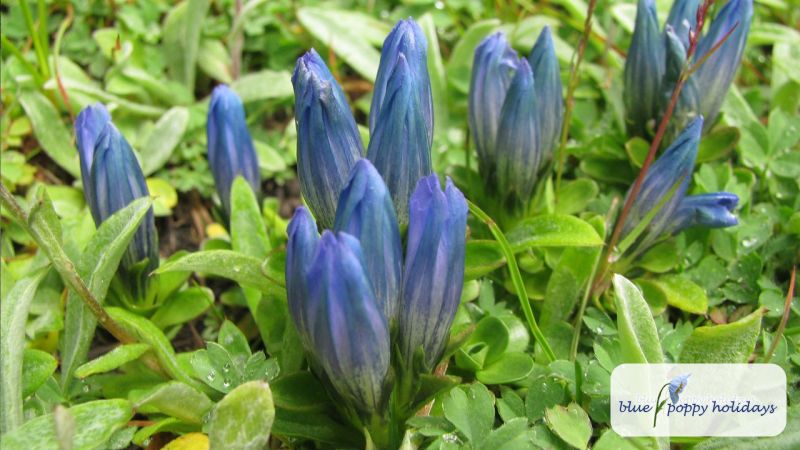 Snow Gentian in the Valley of Flowers