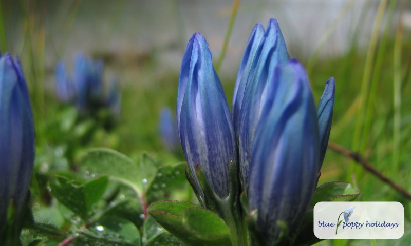 Snow Gentian in the Valley of Flowers
