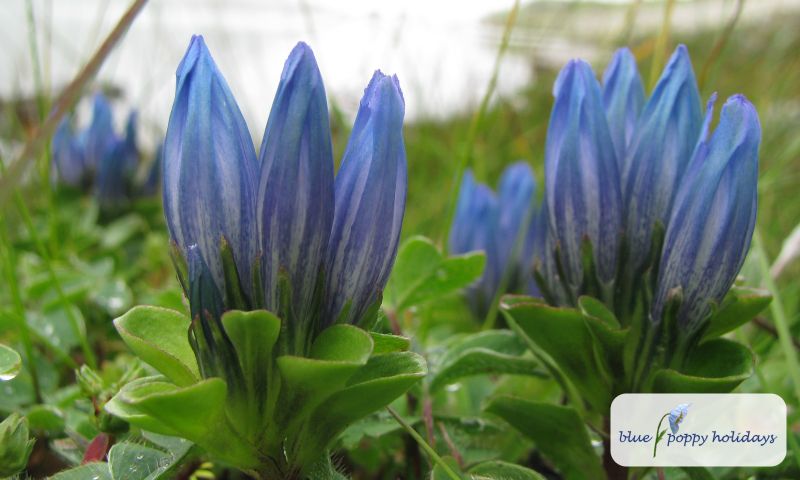 Snow Gentian in the Valley of Flowers
