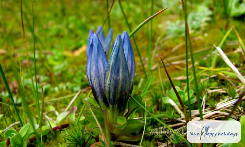 Snow Gentian in the Valley of Flowers