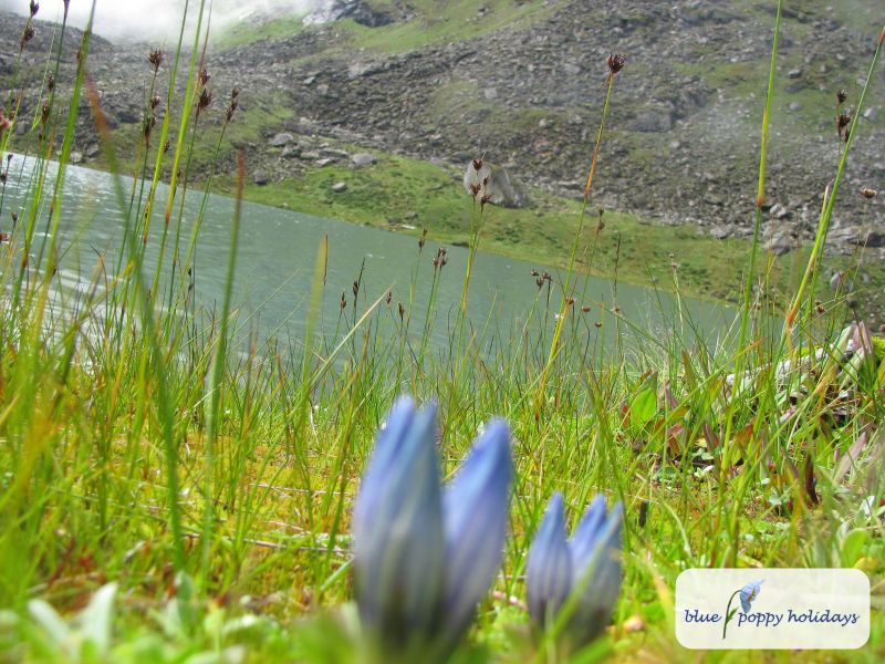 Snow Gentian (Gentiana phyllocalyx) in the Valley of Flowers