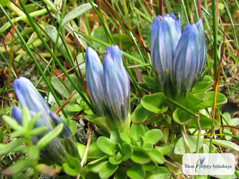 Snow Gentian in the Valley of Flowers