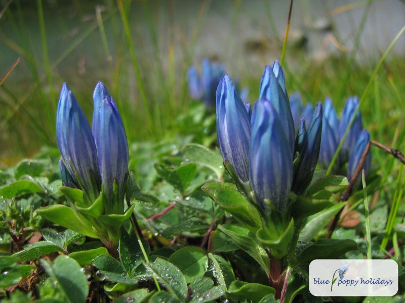 Snow Gentian in the Valley of Flowers