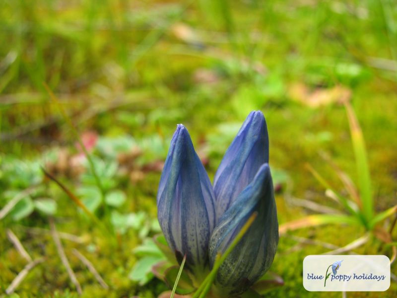 Snow Gentian in the Valley of Flowers
