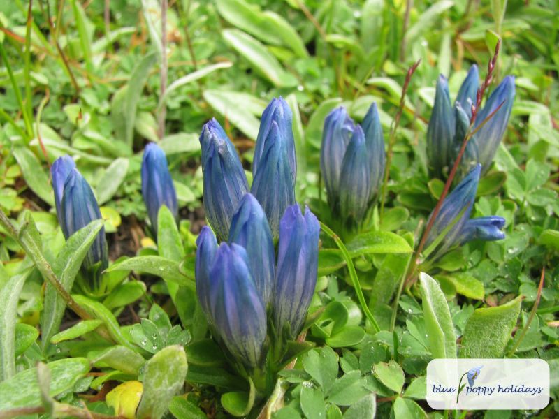 Snow Gentian in the Valley of Flowers