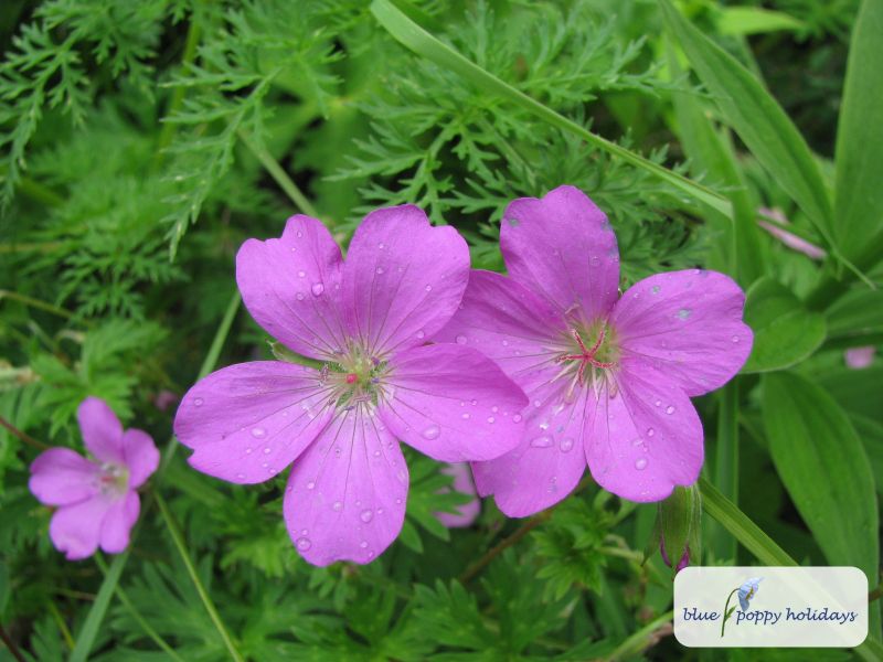 Hill Geranium (Geranium collinum) in the Valley of Flowers