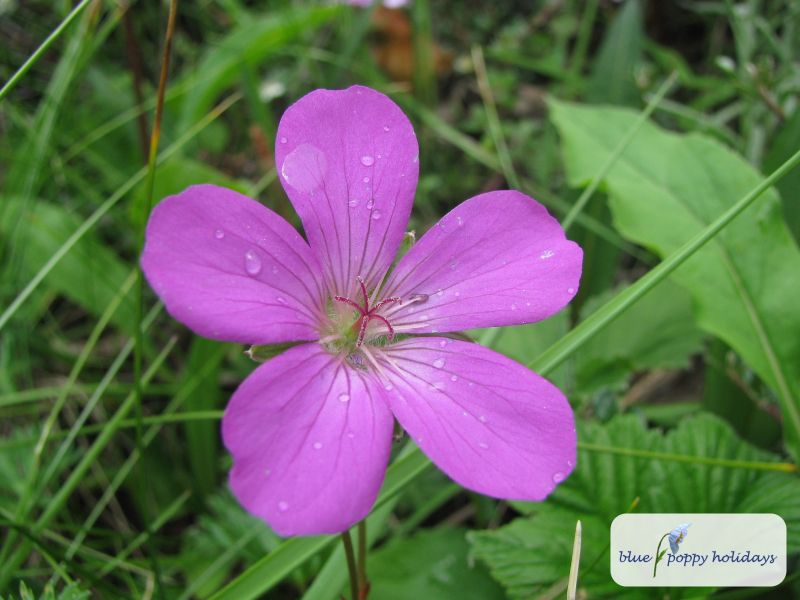 Hill Geranium in the Valley of Flowers